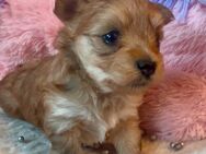 Wunderschöne Yorkshire Terrier Welpen teils Merle mit Ahnentafel - Herschweiler-Pettersheim