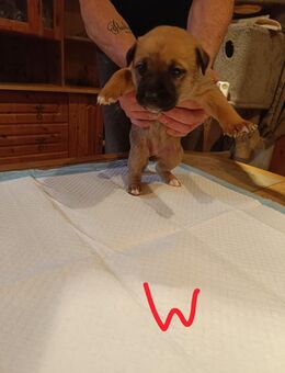 Süße Welpen - Hettstedt Zentrum