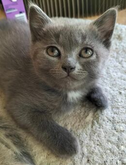 Katzenbaby grau Männchen - Kirchberg (Jagst)