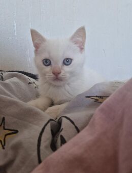 Kater zum verkaufen - Memmingen