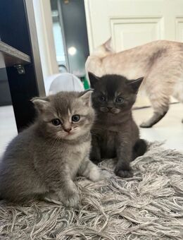 Britisch Kurzhaar Kitten in liebevolle Hände abzugeben - Wiesbaden