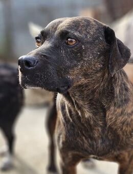 Freundliche, tolle Ella sucht Familie - Leonberg (Baden-Württemberg)