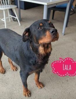 Lala möchte nur geliebt werden - Flörsheim-Dalsheim