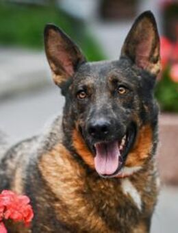 Brandon❤️ sucht Pflege- oder Endstelle - Rott (Inn)