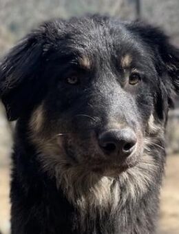 Marcello, geb. ca. 04/2022, GRIECHENLAND - Markdorf