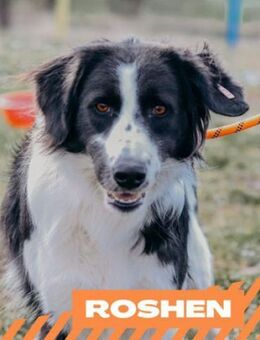 Roshen - suche sensible Menschen - Berlin