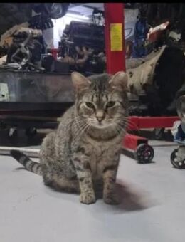 Pustiu ein prächtiger, sanfter Kater - Unterföhring