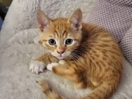 Liebevoller Kater Kitten sucht ein zu Hause - Trier