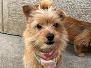 🤩Ella🤩 4 Monate Yorkshire Terrier Mix - Kassel