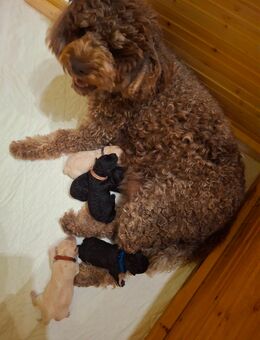 Wurfplanung Lagotto - Doodle - Dessau-Roßlau