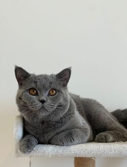 Reinrassiger BKH Kater - Dillenburg