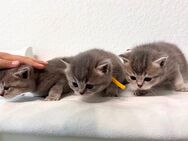 3 Blaue Babys EKH🩷🩷🩷 - Unterhaching
