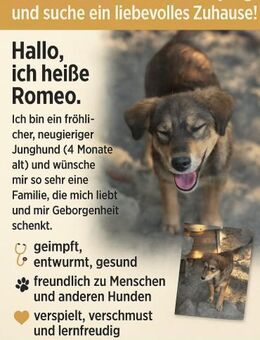🐾 Romeo sucht sein Zuhause 🐾 - Ludwigshafen (Rhein)