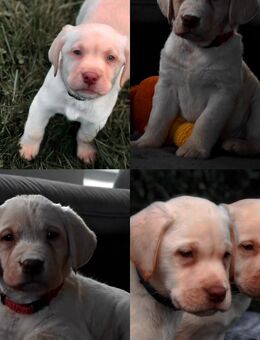 Labrador Showlinie - Schlotheim