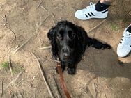 English Cocker Spaniel Duke sucht dringend neues Zuhause - Salzgitter