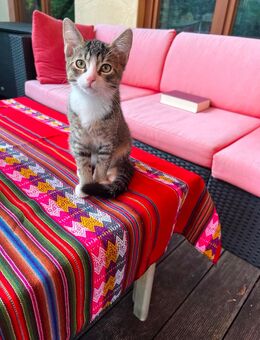 Katzenkinder suchen neues Zuhause - Augsburg