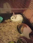 Unzertrennliches Pärchen sucht neues Zuhause in 97737