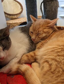 Katzenpaar Malvin & Cooper - München Schwabing-West