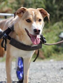 SAVERIA - aufgewecktes Hundemädchen - Aerzen