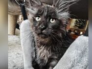 Maine Coon - Herzberg (Harz)