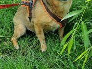 🐶 Cora mein Herz sucht ein Zuhause - Kassel
