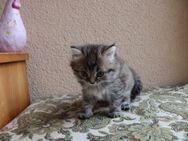 2 hübsche kleine Sibirische Katzen abzugeben - Kamsdorf