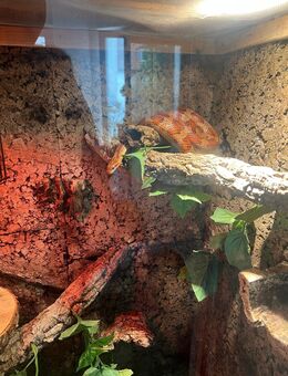 Zwei Kornnattern männlich / weiblich inkl. Terrarium & Zubehör - Gelsenkirchen Hassel