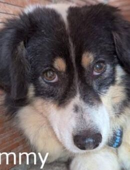 AMMY sucht ihr Für-Immer-Körbchen - Sehnde