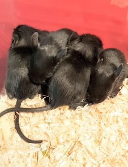 Degus Jungtiere - Münster