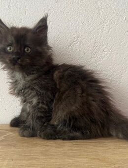 Maine Coon Kitten - Rehburg-Loccum Zentrum