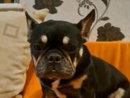 🩷Janka 🩷2-jährige französische Bulldog - Kassel