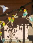 Agaporniden in 02699