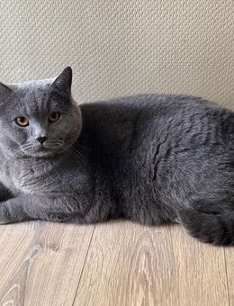Katze sucht neues Zuhause aufgrund von Allergie der Kinder - Neuss