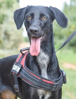 Roma leidet so sehr im Tierheim.... - Laatzen