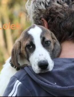 Lolek - Welpe zum Verlieben 07/25 (GRC) - Ruppertsecken