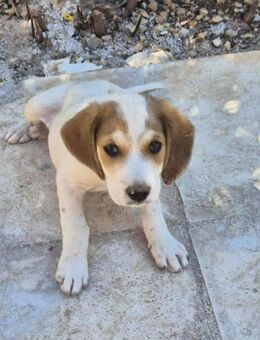 Yacco - Zuhause gesucht! - Alfeld (Leine)