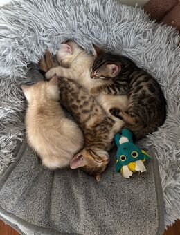 Zauberhafte Bengal-Kitten suchen ihr Traumzuhause! 🐾 - Grevenbroich Zentrum