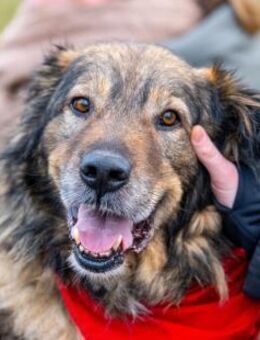 Kircho sucht ein liebevolles Zuhause - Frankfurt (Main)