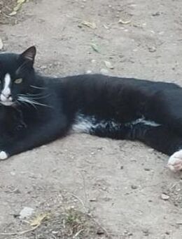 Zancas sucht sein Glück ❤️ - Saarbrücken