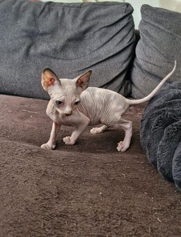 Canadian sphynx kitten - Bielefeld