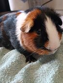 Meerschweinchen Kastrat Männchen Bock kastriert in 27570