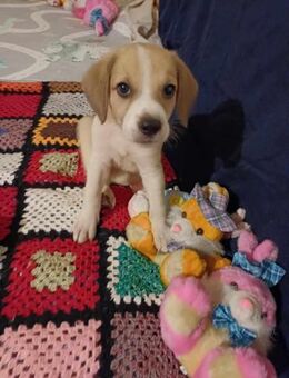 🐶 Amy kleines Beagle-Mix-Mädchen - Kassel