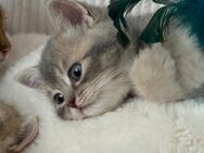 Zuckersüße Bkh kitten suchen liebevolles zuhause - Essen