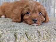 Cavapoo Welpen - Uplengen