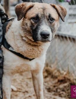 Bello möchte DEIN Partner werden! 🐶❤️ - Spenge