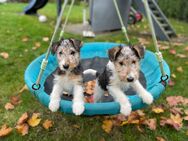 Zwei Kleine Drahthaar Foxterrier Rüden - Steyerberg