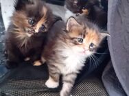 XXL Maine Coon Mädels + 1x Bub - Bechhofen (Bayern)