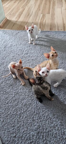 Devon Rex kitten ( Sphinx) - Kirchberg (Hunsrück)