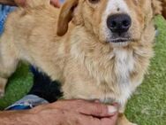 Jonte sucht liebevolles Zuhause - Koblenz