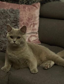 British kurzhaar Katze - Frankfurt (Main) Schwanheim